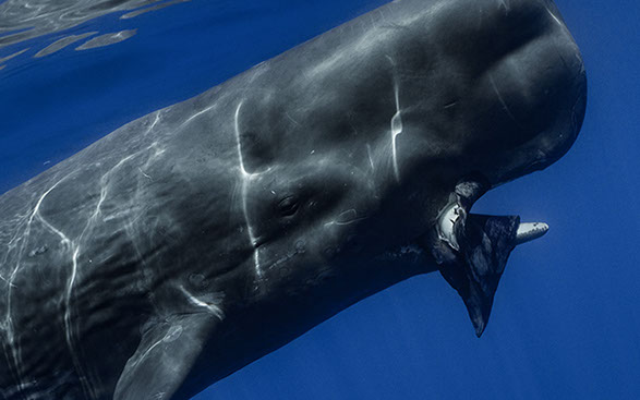 Sperm whale feeding on squid north of Faial, Azores on 23 July 2010